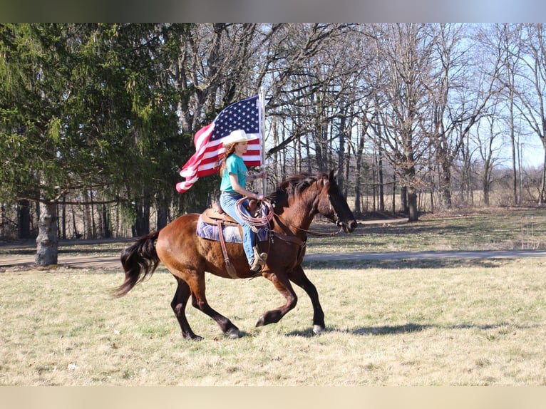 Altri cavalli a sangue caldo Castrone 6 Anni 160 cm Baio ciliegia in Howell, MI