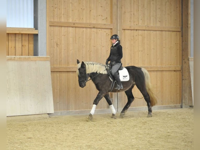 Altri cavalli a sangue caldo Castrone 6 Anni 160 cm in Wellheim