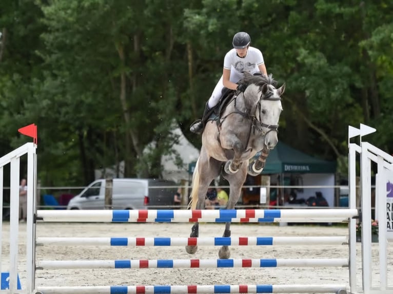 Altri cavalli a sangue caldo Castrone 6 Anni 160 cm Grigio in Radovljica