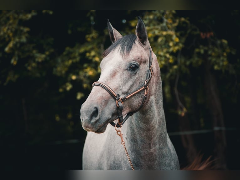 Altri cavalli a sangue caldo Castrone 6 Anni 160 cm Grigio in Radovljica