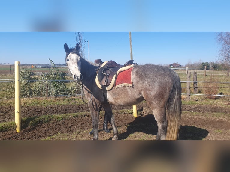 Altri cavalli a sangue caldo Mix Castrone 6 Anni 160 cm Grigio pezzato in Chrząstawa Wielka