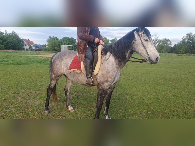 Altri cavalli a sangue caldo Mix Castrone 6 Anni 160 cm Grigio pezzato in Chrząstawa Wielka