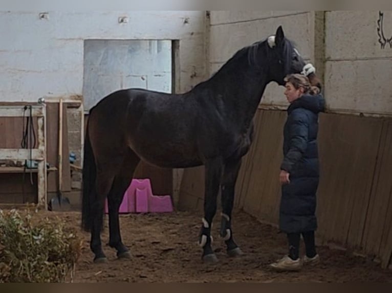 Altri cavalli a sangue caldo Castrone 6 Anni 161 cm Baio scuro in Braunschweig