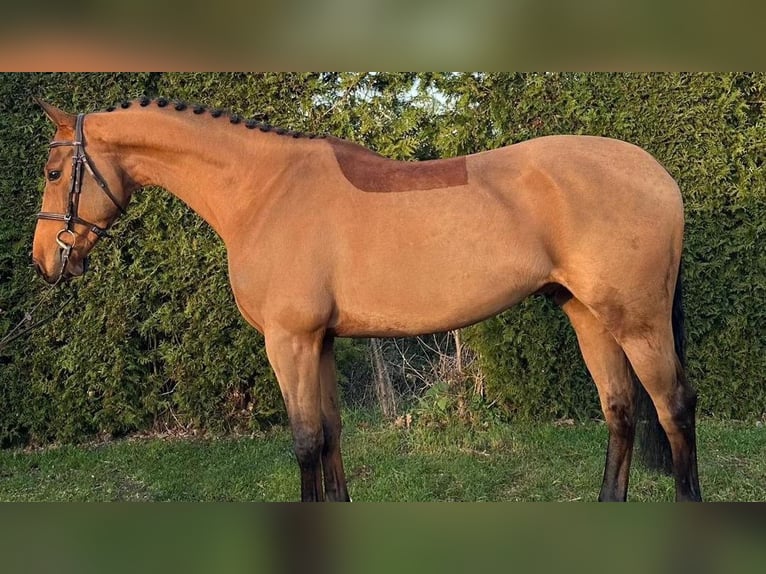 Altri cavalli a sangue caldo Castrone 6 Anni 162 cm Baio in Malaga