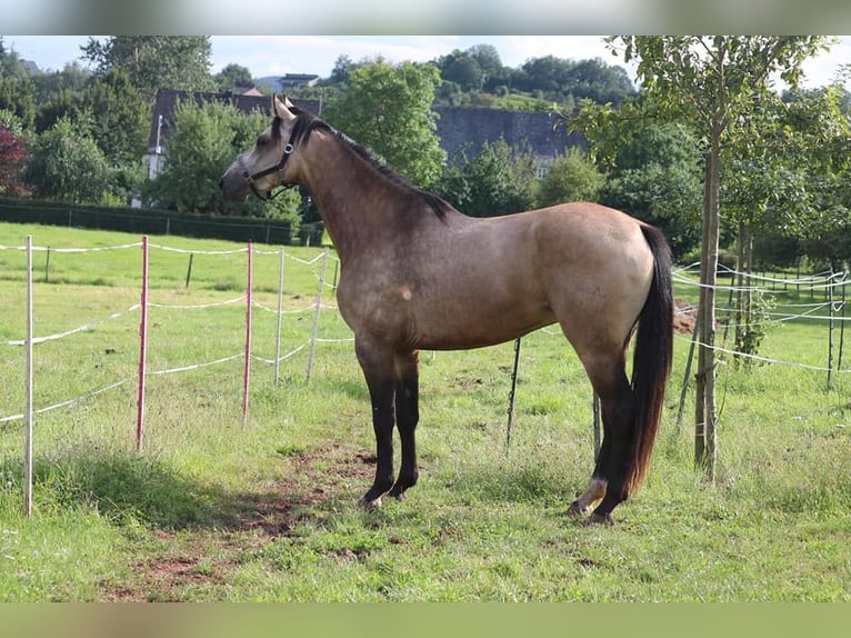 Altri cavalli a sangue caldo Castrone 6 Anni 162 cm Falbo in Bausendorf