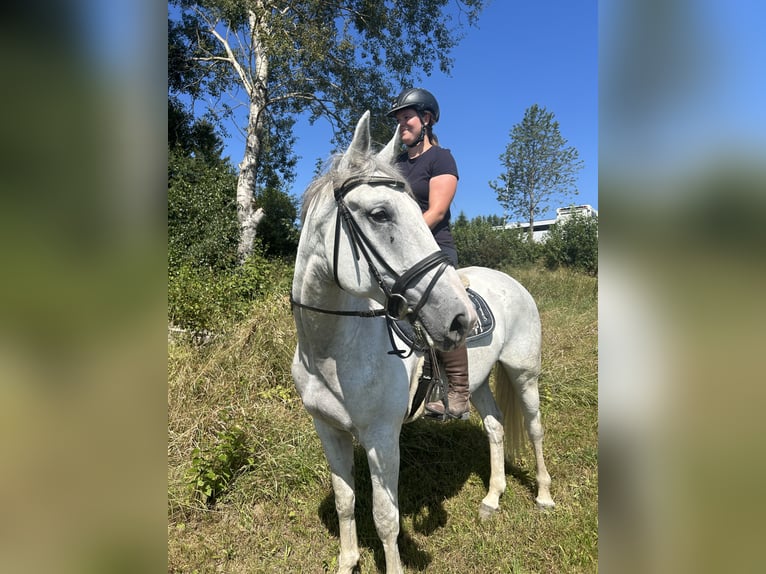 Altri cavalli a sangue caldo Castrone 6 Anni 164 cm Grigio in Pelmberg