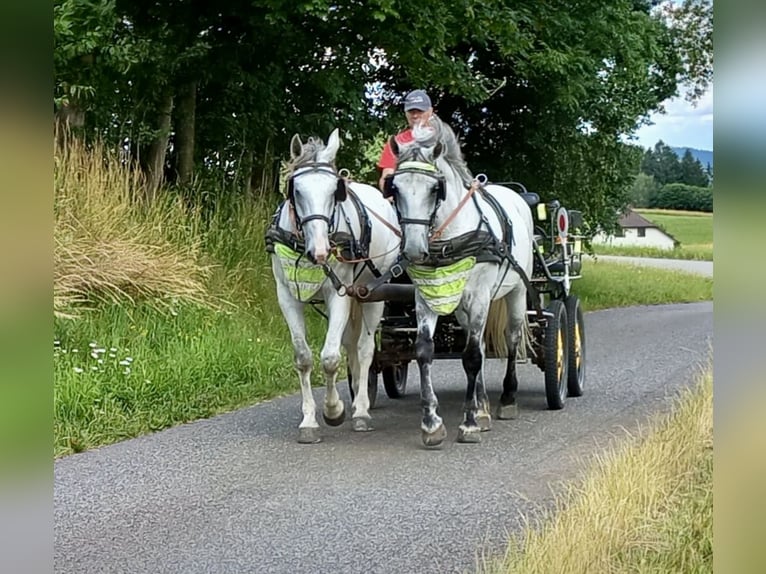 Altri cavalli a sangue caldo Castrone 6 Anni 164 cm Grigio in Pelmberg