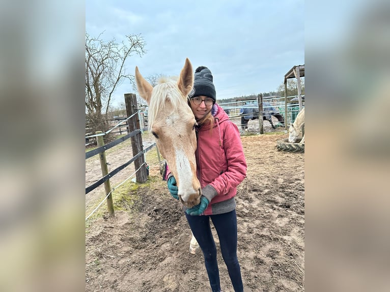 Altri cavalli a sangue caldo Castrone 6 Anni 165 cm Palomino in Obertshausen