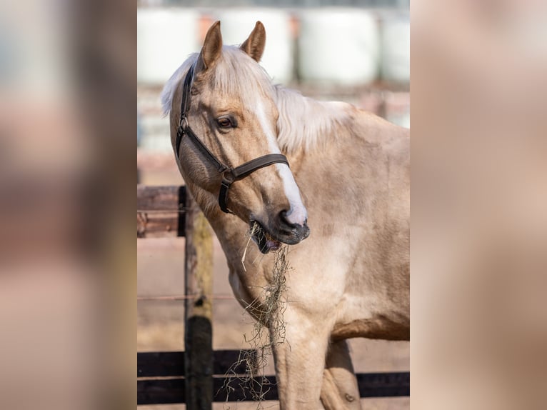 Altri cavalli a sangue caldo Castrone 6 Anni 165 cm Palomino in Wallenhorst