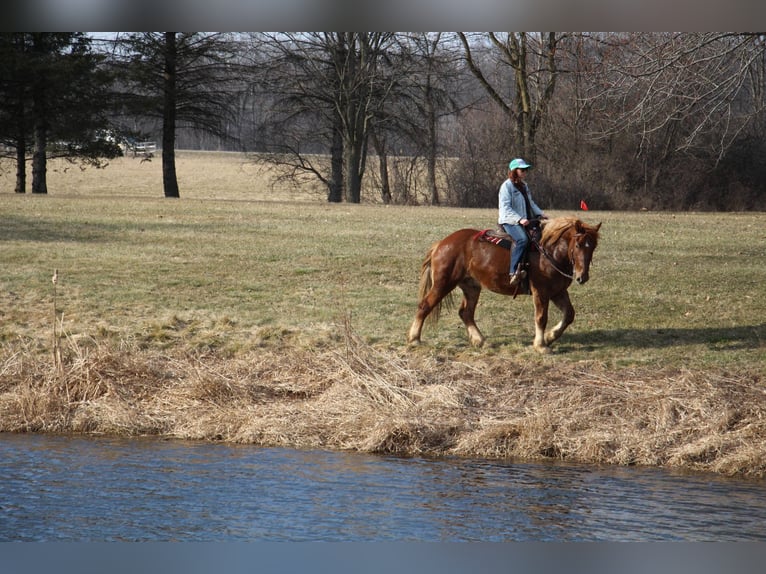 Altri cavalli a sangue caldo Castrone 6 Anni 165 cm Sauro scuro in Howell MI