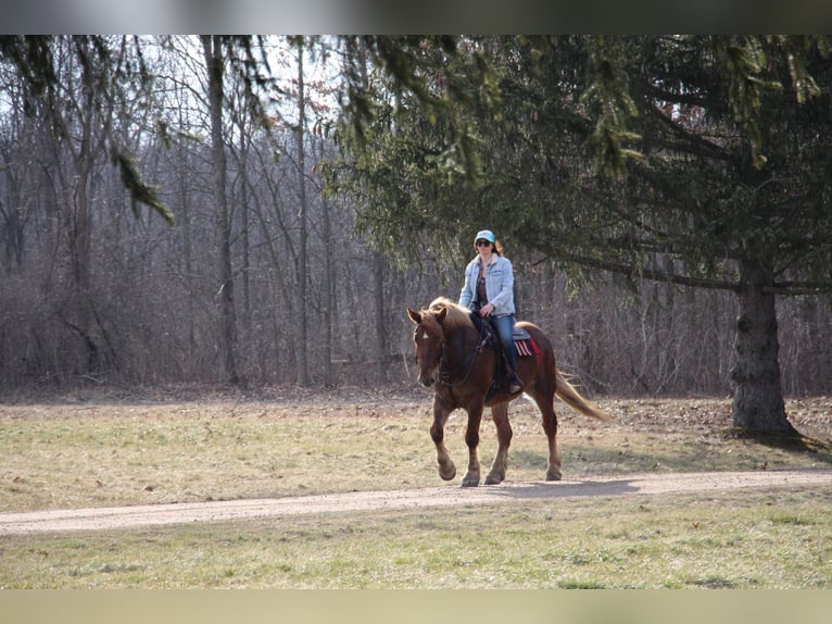 Altri cavalli a sangue caldo Castrone 6 Anni 165 cm Sauro scuro in Howell MI