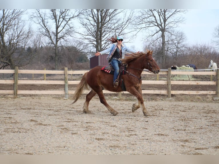 Altri cavalli a sangue caldo Castrone 6 Anni 165 cm Sauro scuro in Howell MI