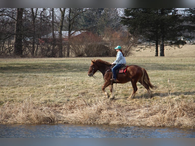 Altri cavalli a sangue caldo Castrone 6 Anni 165 cm Sauro scuro in Howell MI