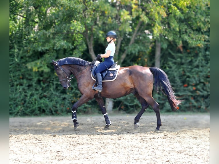 Altri cavalli a sangue caldo Castrone 6 Anni 166 cm Baio scuro in Schattendorf