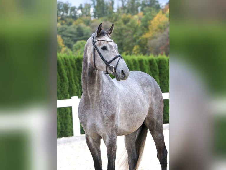 Altri cavalli a sangue caldo Castrone 6 Anni 166 cm Grigio in Schwäbisch Hall