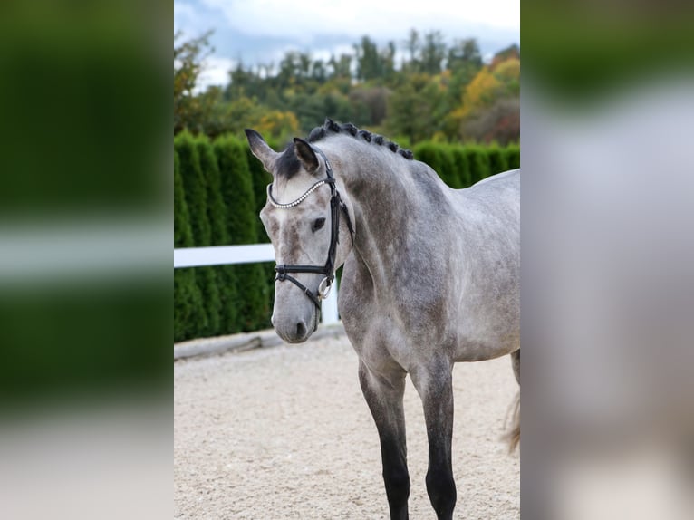 Altri cavalli a sangue caldo Castrone 6 Anni 166 cm Grigio in Schwäbisch Hall