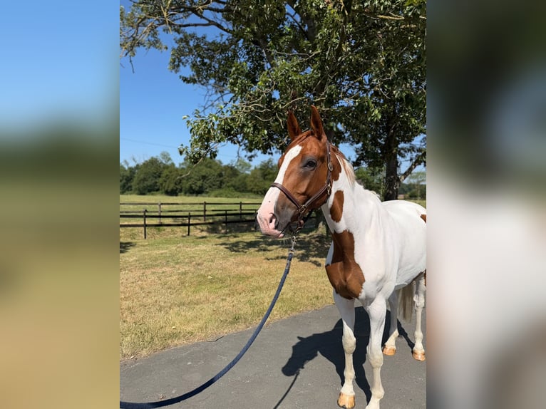 Altri cavalli a sangue caldo Castrone 6 Anni 167 cm Pezzato in Altenberge