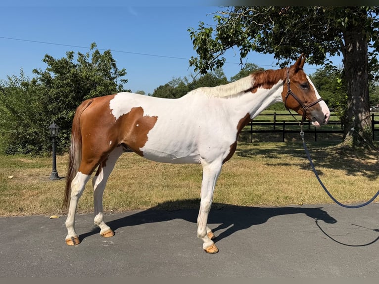 Altri cavalli a sangue caldo Castrone 6 Anni 167 cm Pezzato in Altenberge