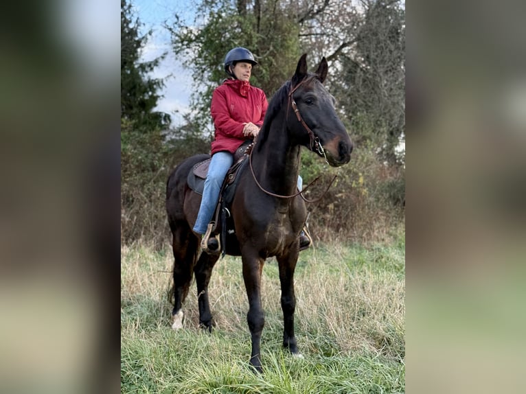 Altri cavalli a sangue caldo Castrone 6 Anni 168 cm Baio ciliegia in Lebanon NJ