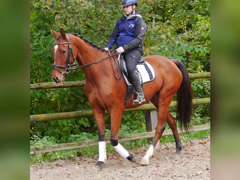 Altri cavalli a sangue caldo Castrone 6 Anni 168 cm in Dorsten