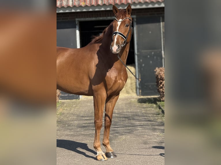 Altri cavalli a sangue caldo Castrone 6 Anni 169 cm Sauro scuro in Liessel