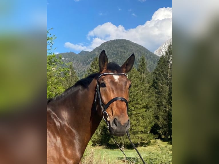 Altri cavalli a sangue caldo Mix Castrone 6 Anni 170 cm Baio in Brunnthal