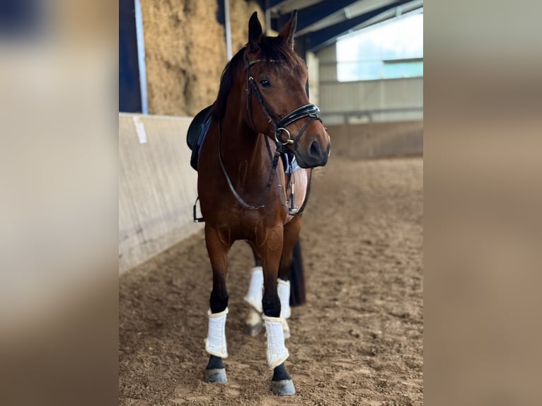 Altri cavalli a sangue caldo Castrone 6 Anni 170 cm Baio in Bexbach