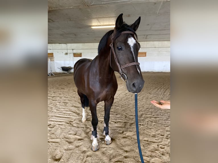 Altri cavalli a sangue caldo Castrone 6 Anni 170 cm Morello in Eggelsberg