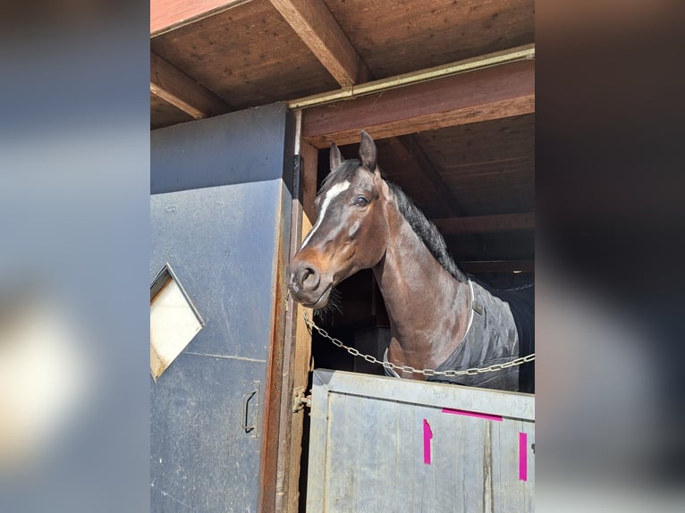 Altri cavalli a sangue caldo Castrone 6 Anni 170 cm Morello in Eggelsberg