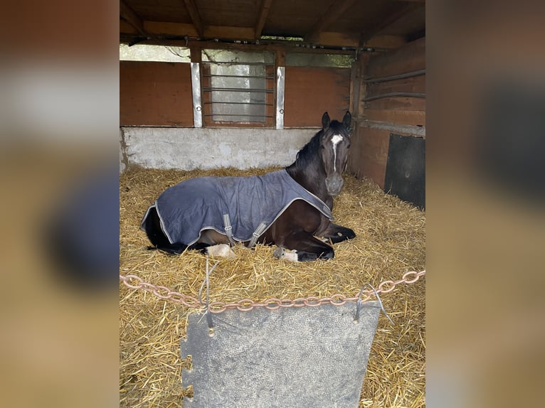 Altri cavalli a sangue caldo Castrone 6 Anni 170 cm Morello in Eggelsberg