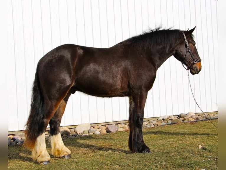 Altri cavalli a sangue caldo Castrone 6 Anni 170 cm Morello in Highland MI