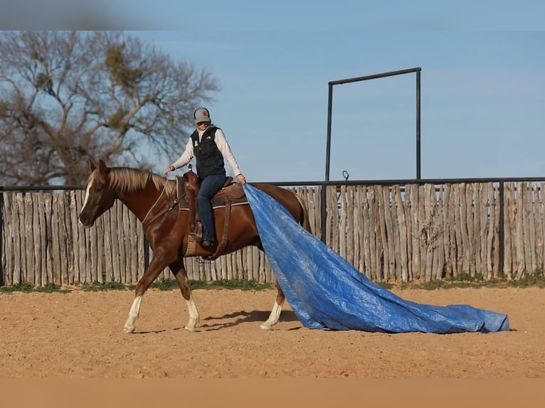 Altri cavalli a sangue caldo Castrone 6 Anni 170 cm Sauro scuro in Weatherford TX