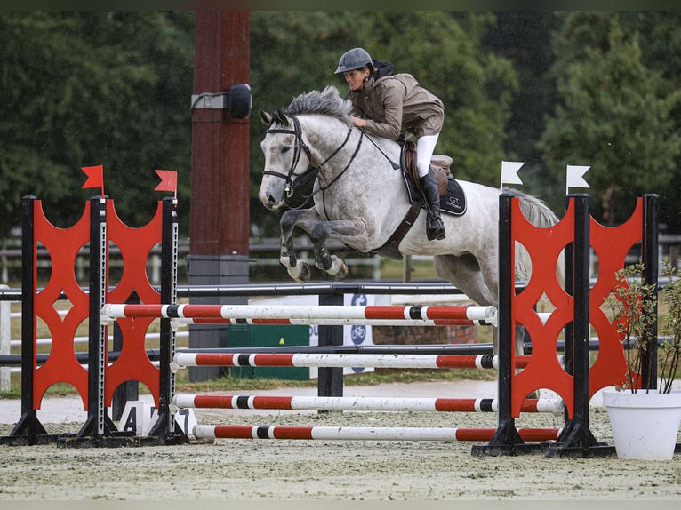 Altri cavalli a sangue caldo Castrone 6 Anni 172 cm Grigio in Chaumontel