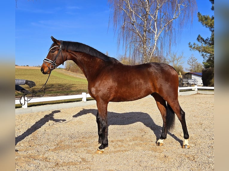 Altri cavalli a sangue caldo Castrone 6 Anni 173 cm Baio in Röttingen