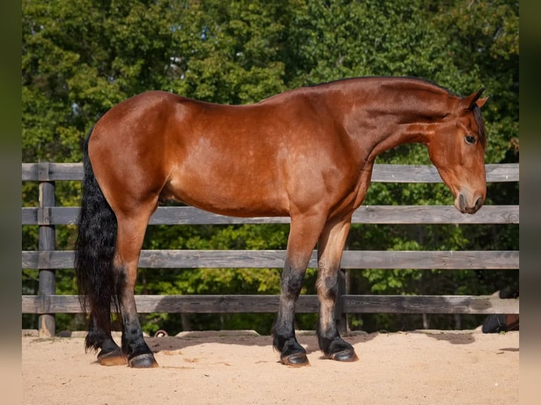 Altri cavalli a sangue caldo Mix Castrone 6 Anni 175 cm Baio ciliegia in Clover