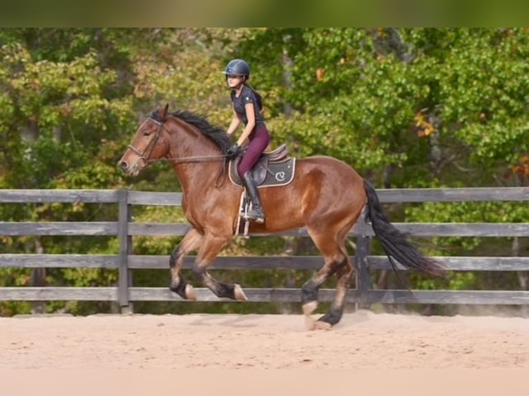 Altri cavalli a sangue caldo Mix Castrone 6 Anni 175 cm Baio ciliegia in Clover