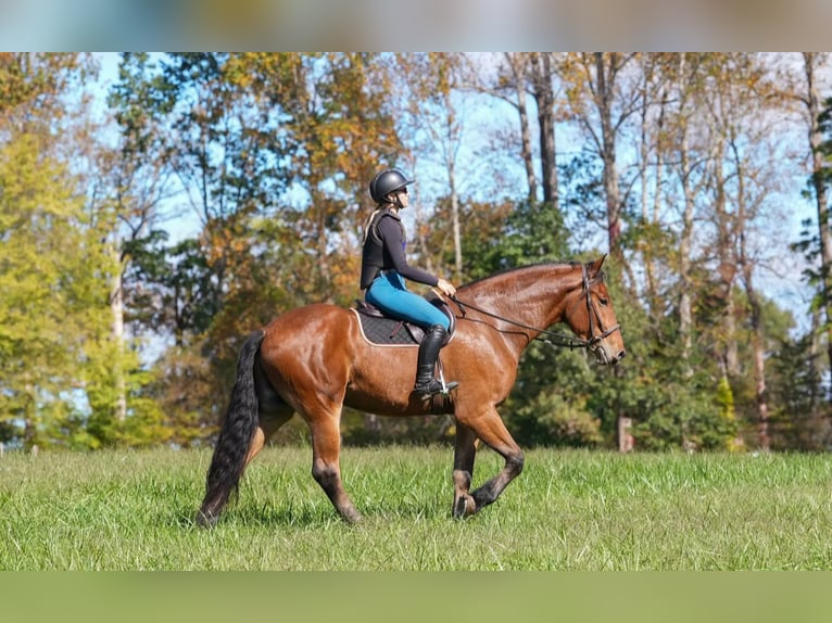 Altri cavalli a sangue caldo Mix Castrone 6 Anni 175 cm Baio ciliegia in Clover