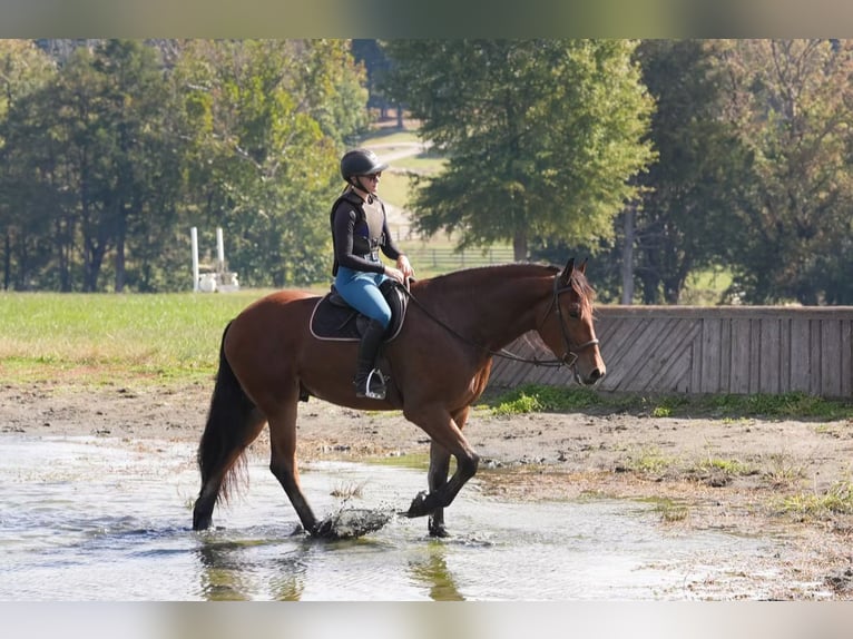 Altri cavalli a sangue caldo Mix Castrone 6 Anni 175 cm Baio ciliegia in Clover