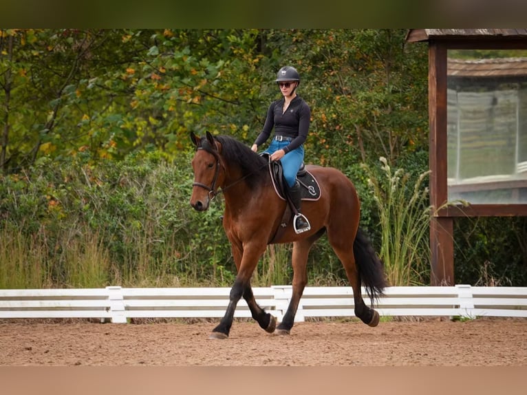 Altri cavalli a sangue caldo Mix Castrone 6 Anni 175 cm Baio ciliegia in Clover