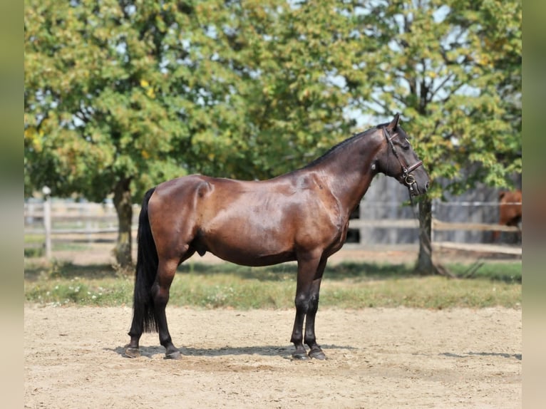 Altri cavalli a sangue caldo Castrone 6 Anni Baio scuro in Schattendorf