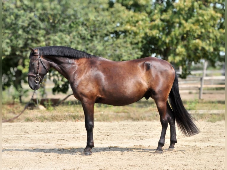 Altri cavalli a sangue caldo Castrone 6 Anni Baio scuro in Schattendorf