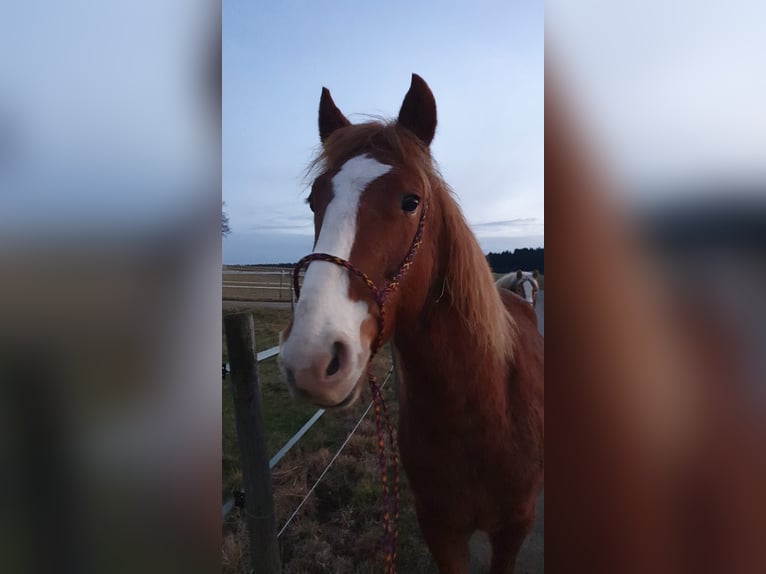 Altri cavalli a sangue caldo Castrone 7 Anni 155 cm Sauro in Dasing