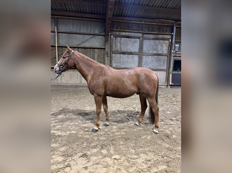 Altri cavalli a sangue caldo Castrone 7 Anni 155 cm Sauro in Herford