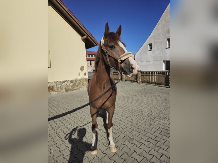 Altri cavalli a sangue caldo Mix Castrone 7 Anni 155 cm Sauro in Jelenia Góra