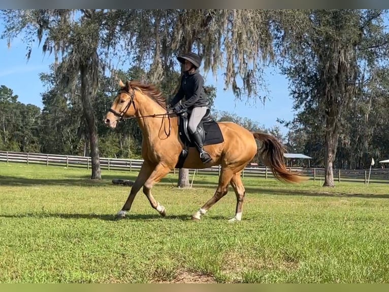 Altri cavalli a sangue caldo Castrone 7 Anni 157 cm Champagne in Brooksville FL