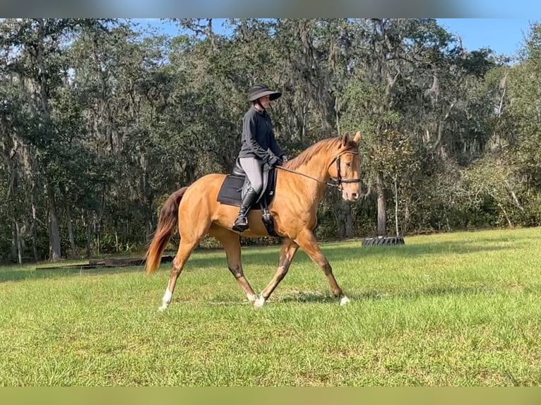 Altri cavalli a sangue caldo Castrone 7 Anni 157 cm Champagne in Brooksville FL