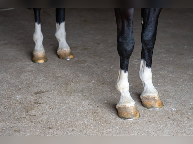 Altri cavalli a sangue caldo Castrone 7 Anni 157 cm Morello in Fairbank IA