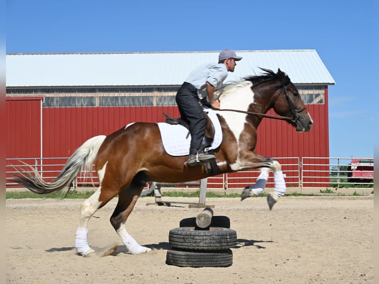 Altri cavalli a sangue caldo Castrone 7 Anni 157 cm Tobiano-tutti i colori in Fairbanks IA