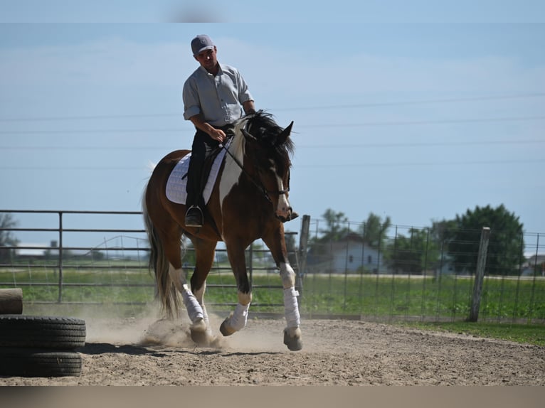 Altri cavalli a sangue caldo Castrone 7 Anni 157 cm Tobiano-tutti i colori in Fairbanks IA