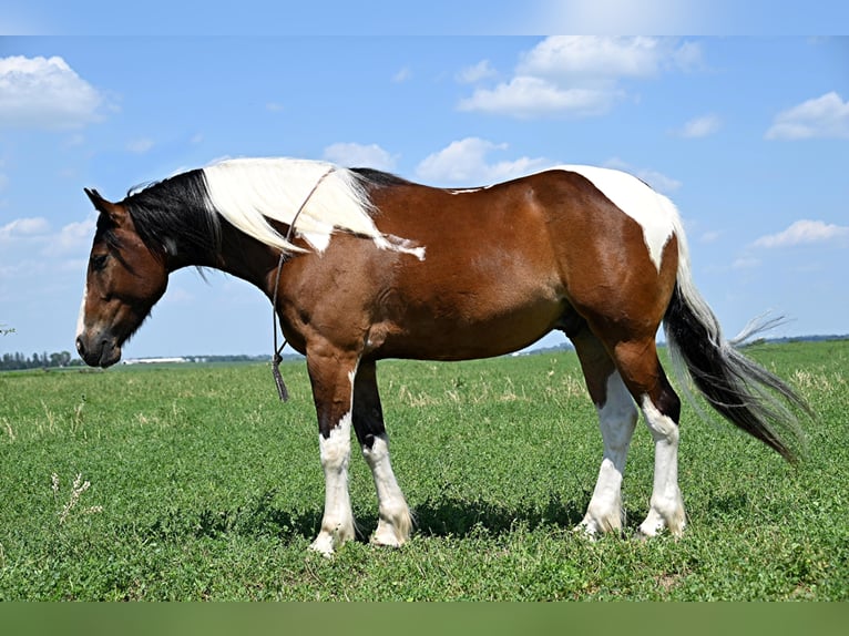 Altri cavalli a sangue caldo Castrone 7 Anni 157 cm Tobiano-tutti i colori in Fairbanks IA